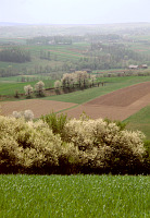 Miedze śródpolne fot. Igor Witowicz