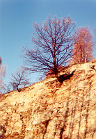 Miedze śródpolne fot. Igor Witowicz