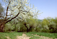 Zadrzewienia przyzagrodowe fot. Igor Witowicz